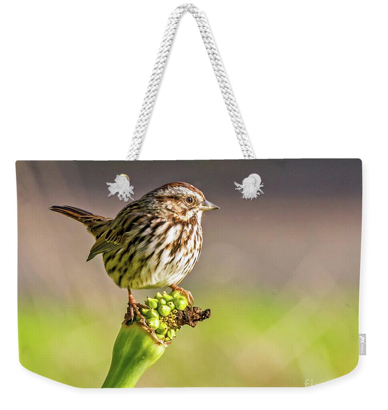 Song Sparrow Weekender Tote Bag featuring the photograph Songster Perching by Kate Brown