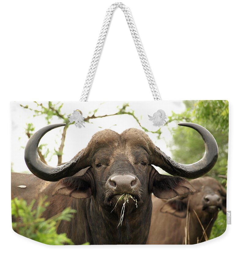 Working Animal Weekender Tote Bag featuring the photograph South Africa - Buffalo by Ibon Cano Sanz