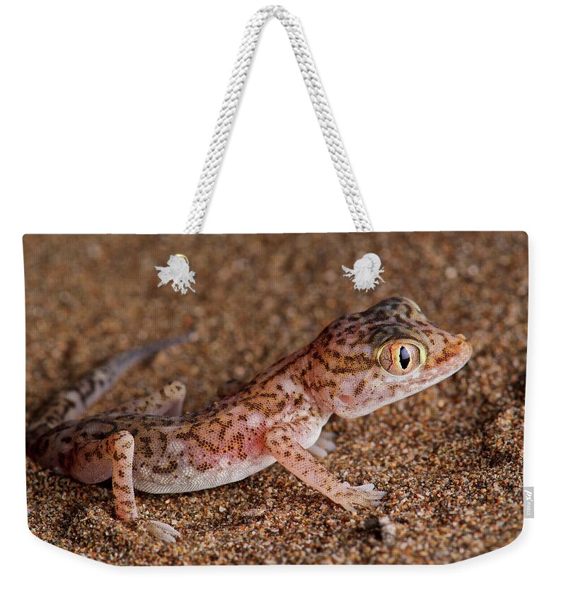 Disk1250 Weekender Tote Bag featuring the photograph Southern Short-fingered Gecko by James Christensen
