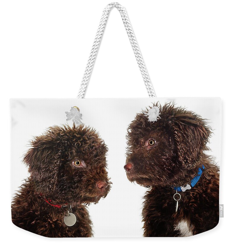Pets Weekender Tote Bag featuring the photograph Spanish Water Dogs by Gandee Vasan