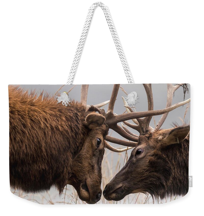 Elk Weekender Tote Bag featuring the photograph Sparring Buddies by Holly Ross