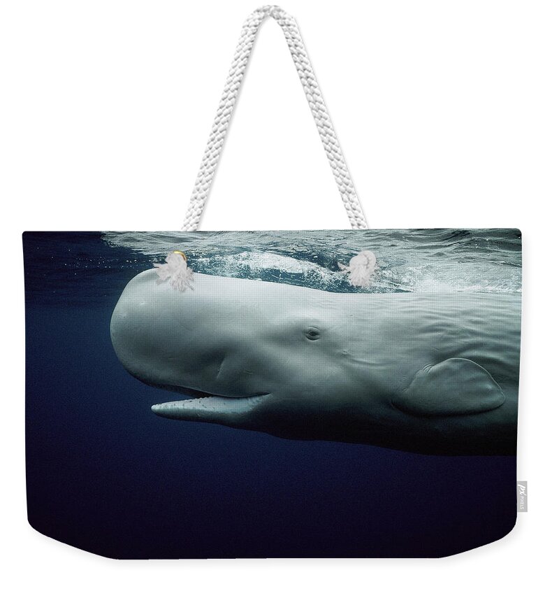 Mp Weekender Tote Bag featuring the photograph White Sperm Whale by Hiroya Minakuchi