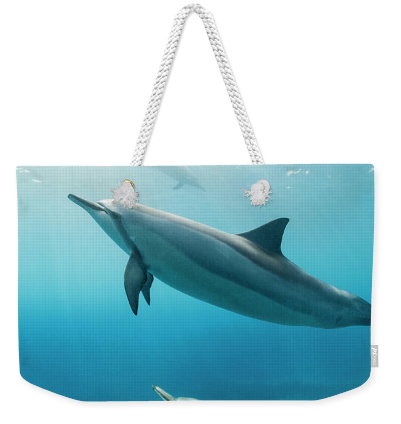 Underwater Weekender Tote Bag featuring the photograph Spinner Dolphins, Hawaii by Michele Westmorland