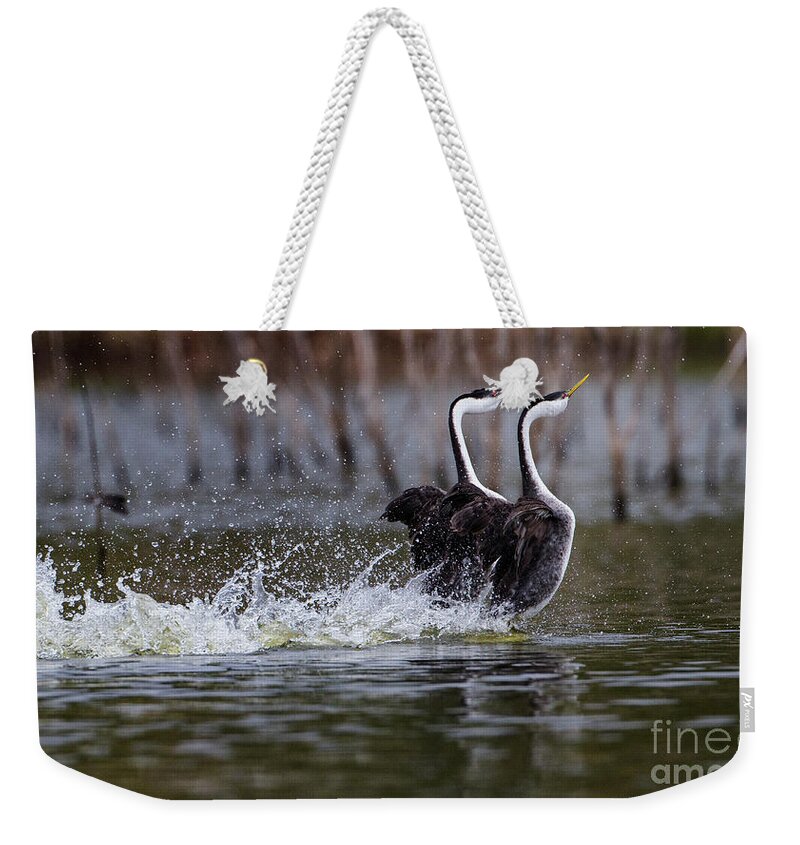 Grebe Weekender Tote Bag featuring the photograph Splashy Dancers by Ruth Jolly