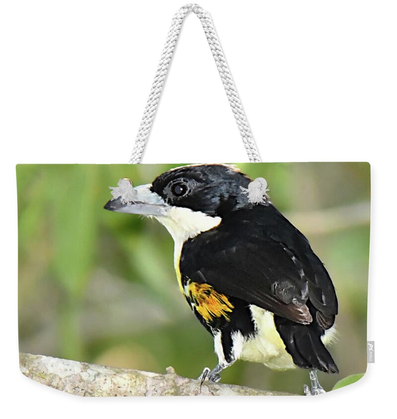 Birds Weekender Tote Bag featuring the photograph Spot-crowned Barbet by Alan Lenk