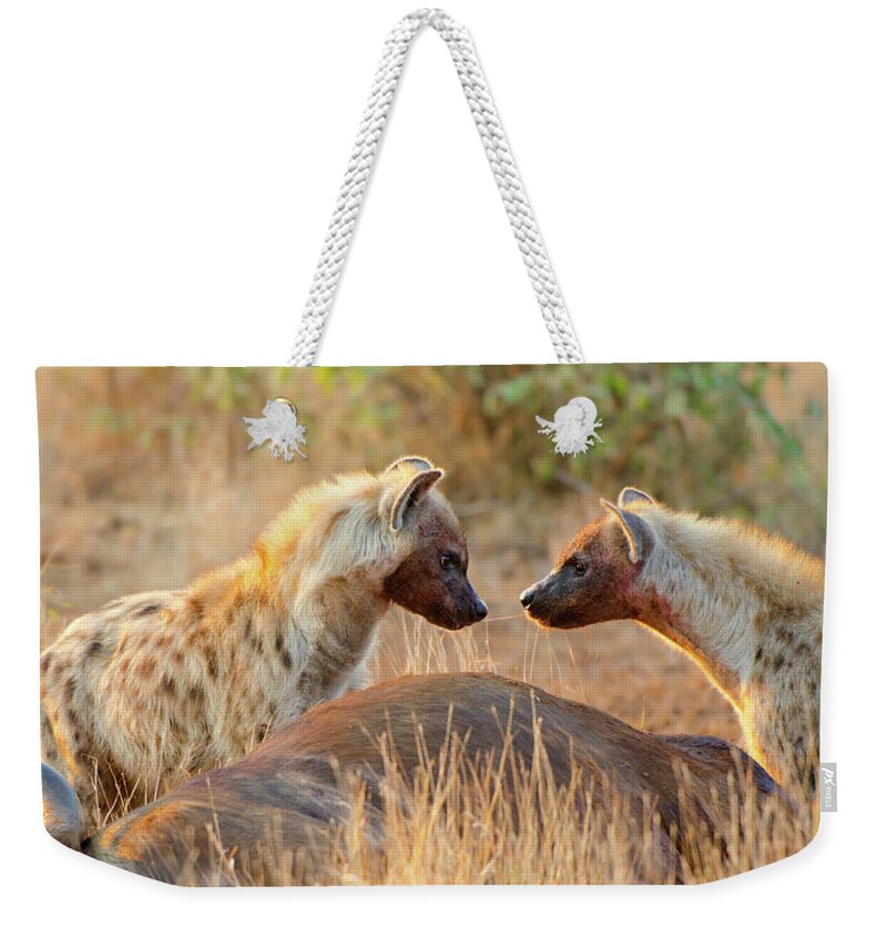 Killing Weekender Tote Bag featuring the photograph Spotted Hyena Sharing Food -south Africa by Birdimages