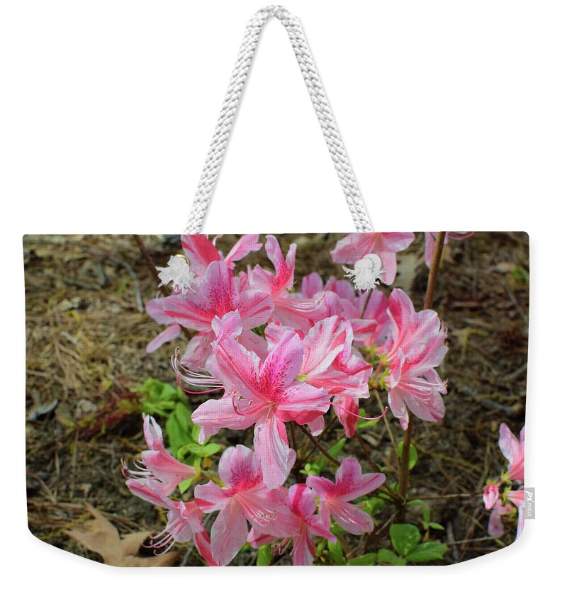 Azalea Weekender Tote Bag featuring the photograph Spring Azaleas in Pink by Nicole Lloyd