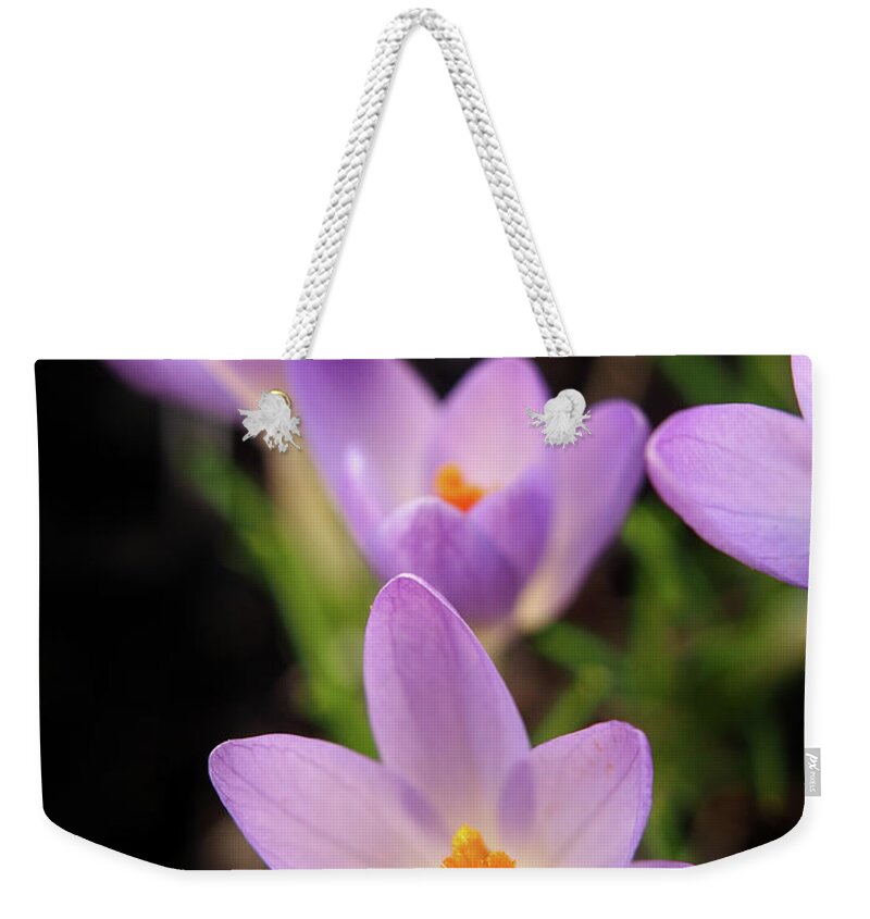 Color Weekender Tote Bag featuring the photograph Spring Crocus Flowers 8 by Dorothy Lee