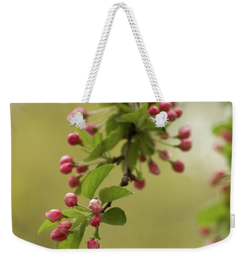 Xp120411-337 Weekender Tote Bag featuring the photograph Springtime Blossoms In Central Park 35 by Dorothy Lee
