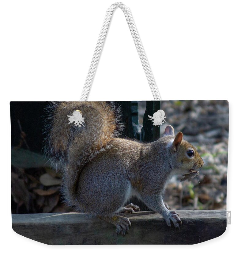 Nature Squirrel Weekender Tote Bag featuring the photograph Squirrel by Rocco Silvestri