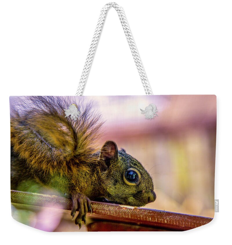 Squirrel Weekender Tote Bag featuring the photograph Squirrels Watchful Eye by Pheasant Run Gallery