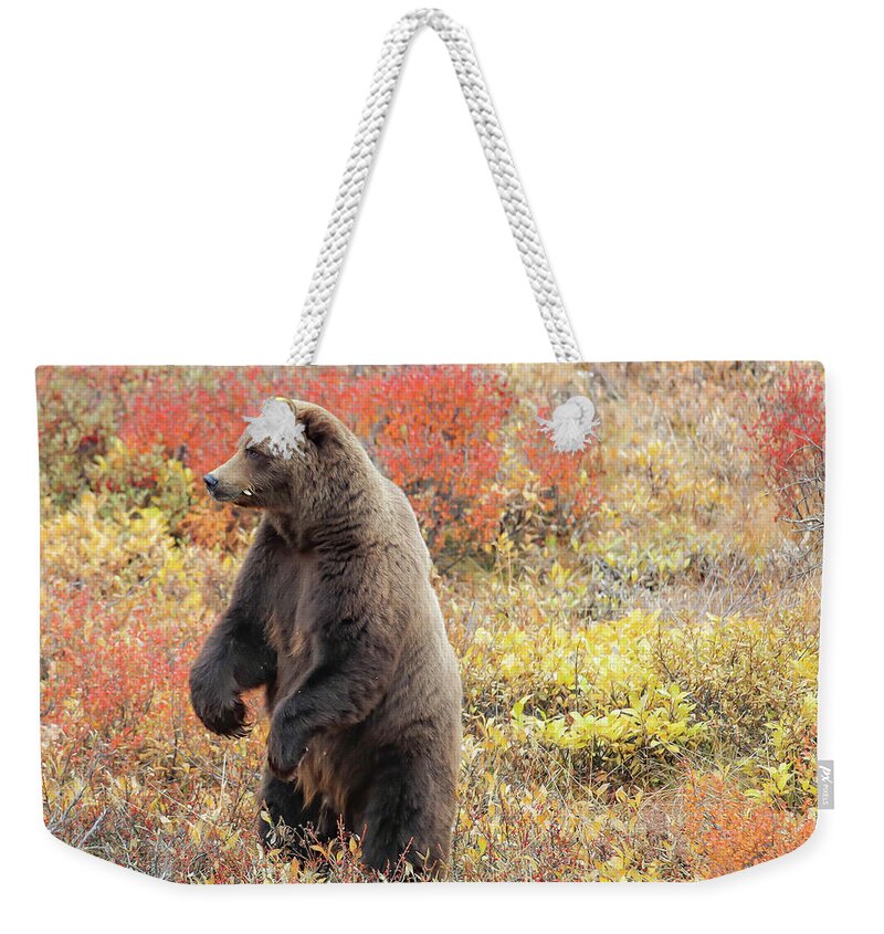 Sam Amato Photography Weekender Tote Bag featuring the photograph Standing Grizzly Bear by Sam Amato