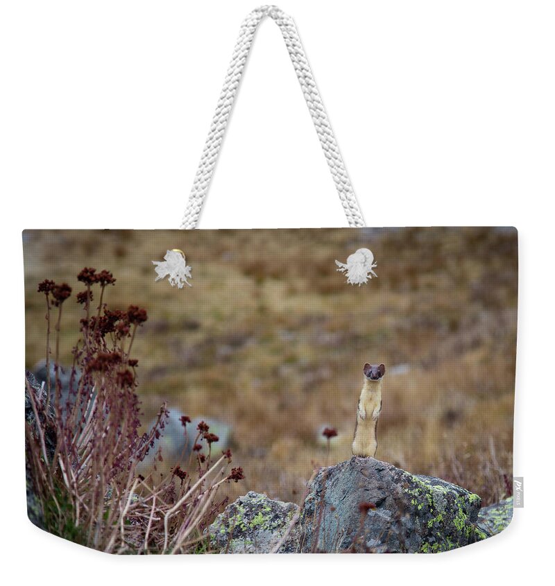 Long Tailed Weasel Weekender Tote Bag featuring the photograph Standing Tall by Jen Manganello