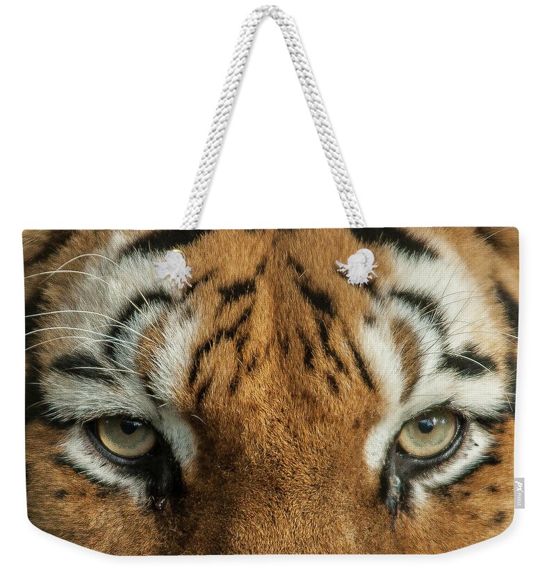 One Animal Weekender Tote Bag featuring the photograph Staring Into The Eyes Of Danger by M Bilton