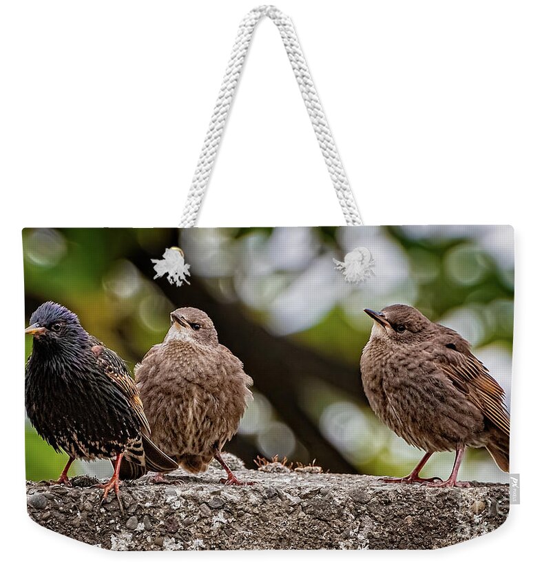 Starling Weekender Tote Bag featuring the photograph Starling Fledgling by Adrian Evans