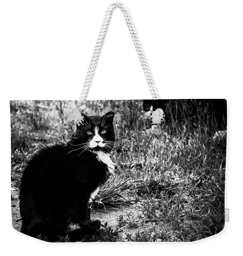 Feral Cat Photo Weekender Tote Bag featuring the photograph Stash Stalking the Amazing Mr. Tom by Sandra Dalton