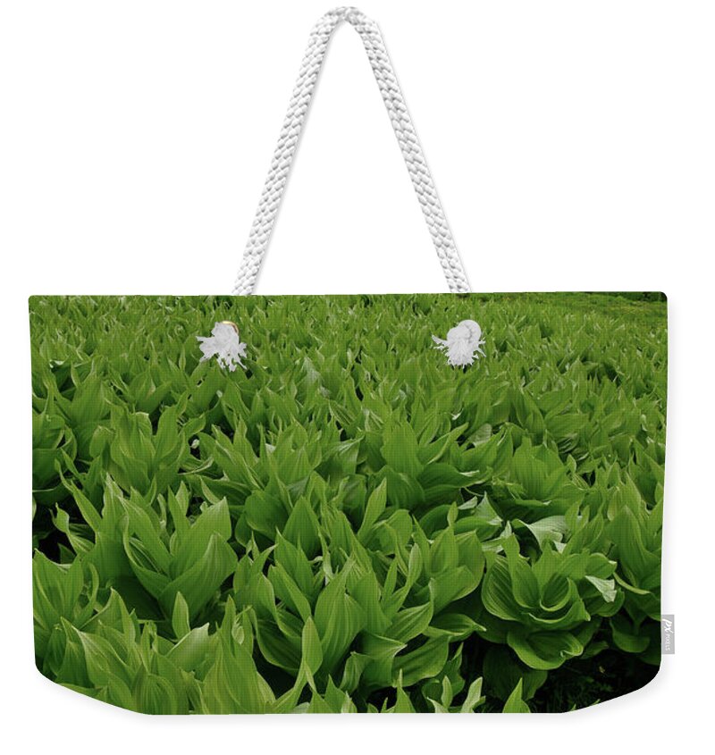 Highway 50 Weekender Tote Bag featuring the photograph Storm over Skunk Cabbage in Big Cimarron by Ray Mathis
