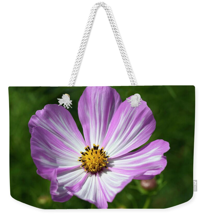 Beautiful Photos Weekender Tote Bag featuring the photograph Striped Cosmos 1 by Roger Snyder