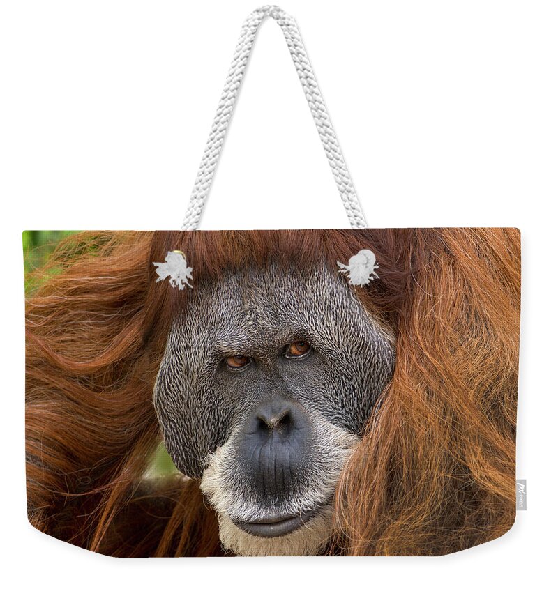 00574894 Weekender Tote Bag featuring the photograph Sumatran Orangutan Male by Tim Fitzharris