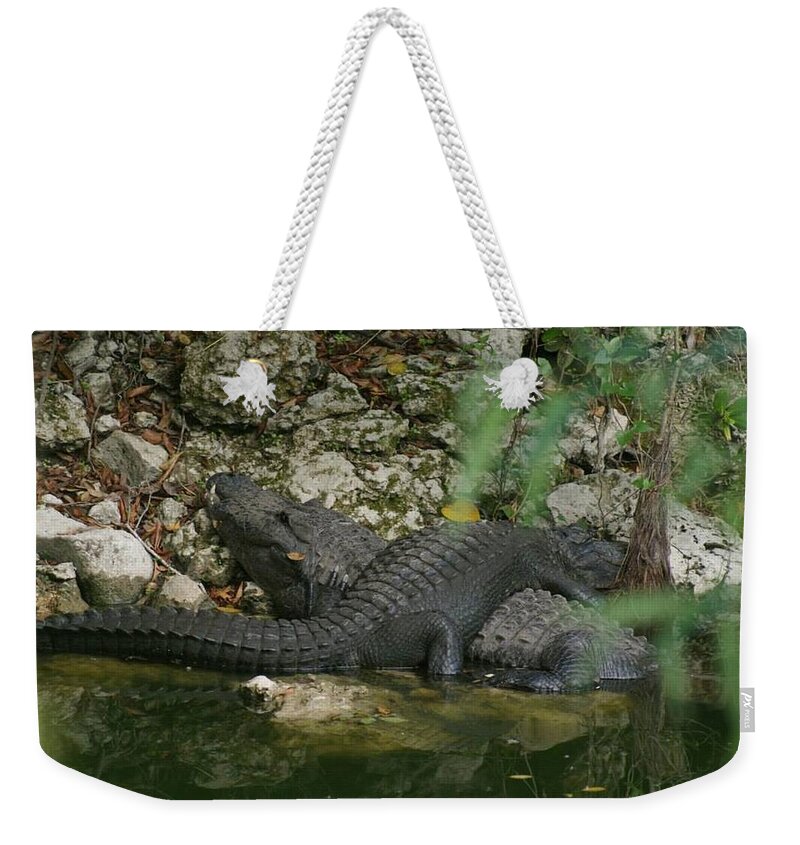 Florida Weekender Tote Bag featuring the photograph Sunbathing Gators by Lindsey Floyd