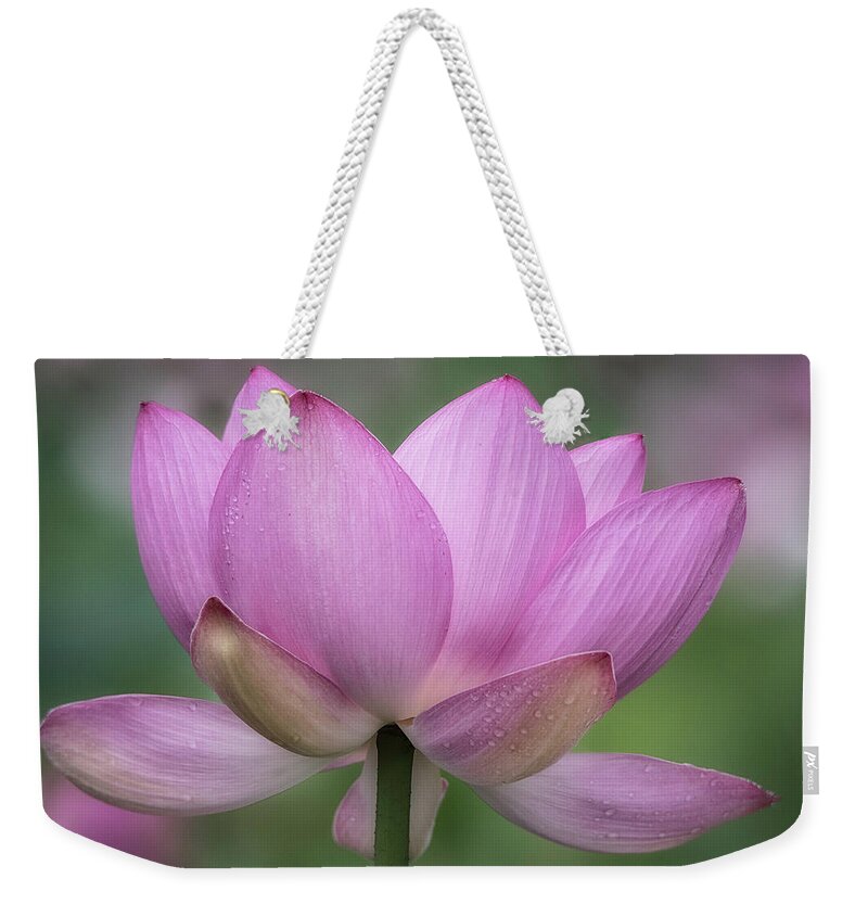 Lotus Weekender Tote Bag featuring the photograph Sunday Morning by Robert Fawcett