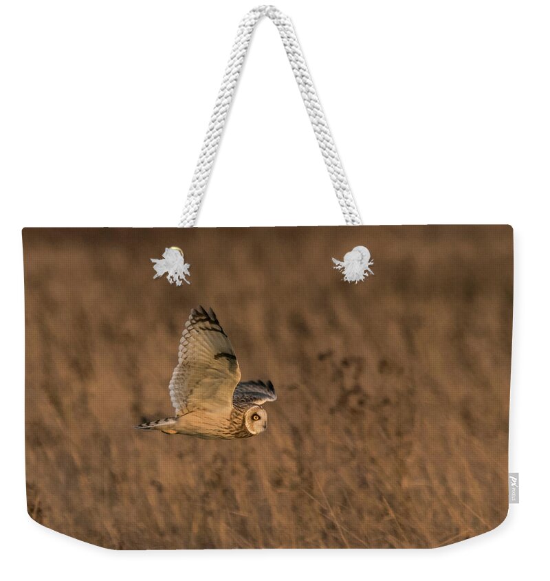 Short Eared Owl Weekender Tote Bag featuring the photograph Sundown Flyby by Wendy Cooper