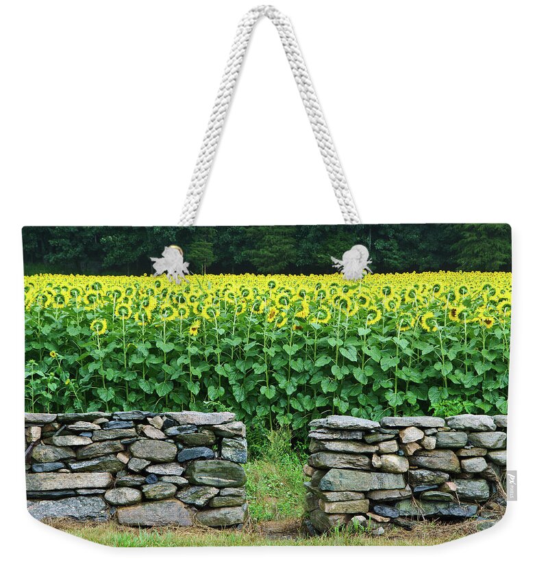 Stone Wall Weekender Tote Bag featuring the photograph Sunflower Field by Kenwiedemann
