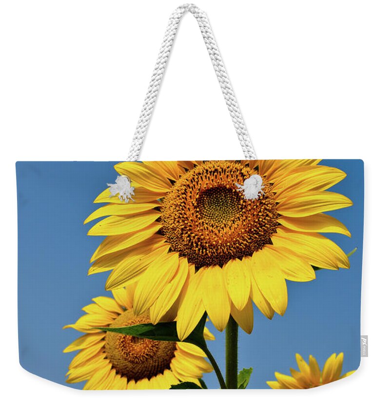Andhra Pradesh Weekender Tote Bag featuring the photograph Sunflower by Praveen P.n
