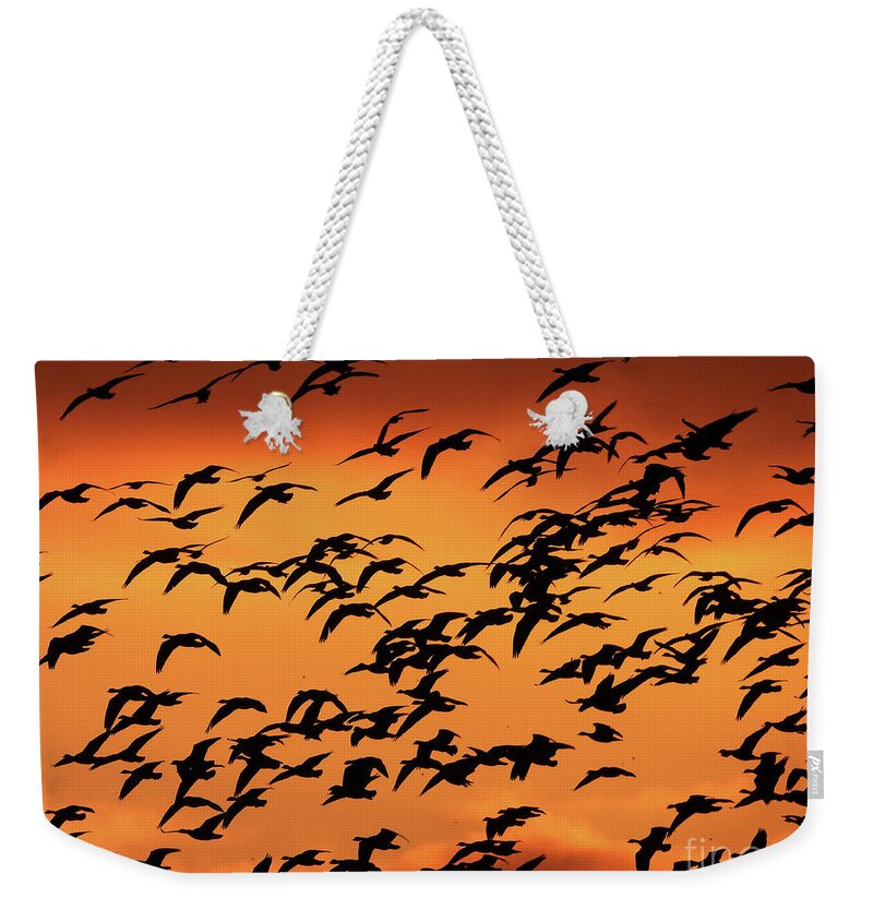 Canadian Geese Weekender Tote Bag featuring the photograph Sunset Flyby by Scott Cameron