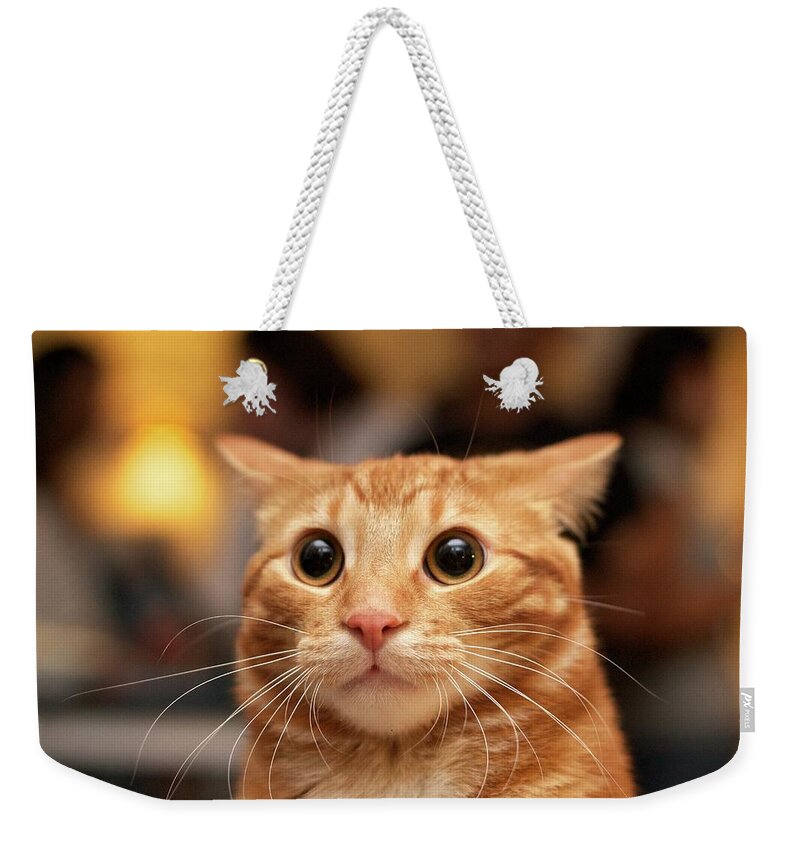 Pets Weekender Tote Bag featuring the photograph Surprised Cat by Eric Hacke