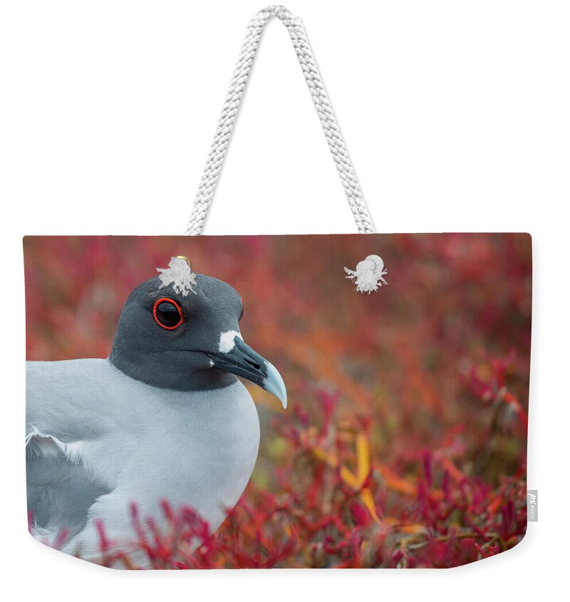 Animals Weekender Tote Bag featuring the photograph Swallow-tailed Gull On Plazas Island by Tui De Roy