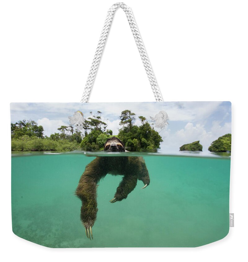 Suzi Eszterhas Weekender Tote Bag featuring the photograph Swimming Pygmy Three Toed Sloth by Suzi Eszterhas