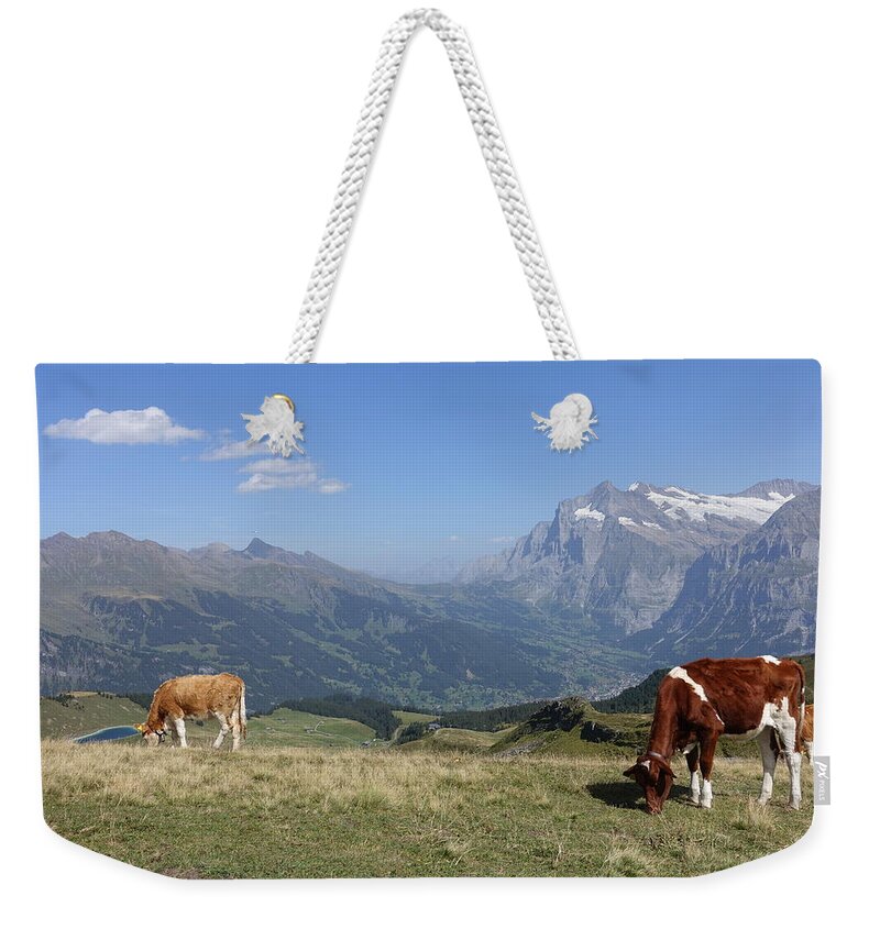 Switzerland Weekender Tote Bag featuring the photograph Swiss Cows Grazing by Patricia Caron