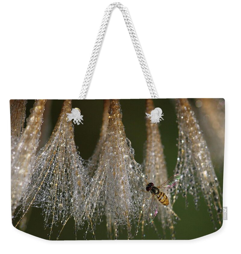 Syrphid Fly Weekender Tote Bag featuring the photograph Syrphid Fly On A Dewy Morn by Daniel Reed