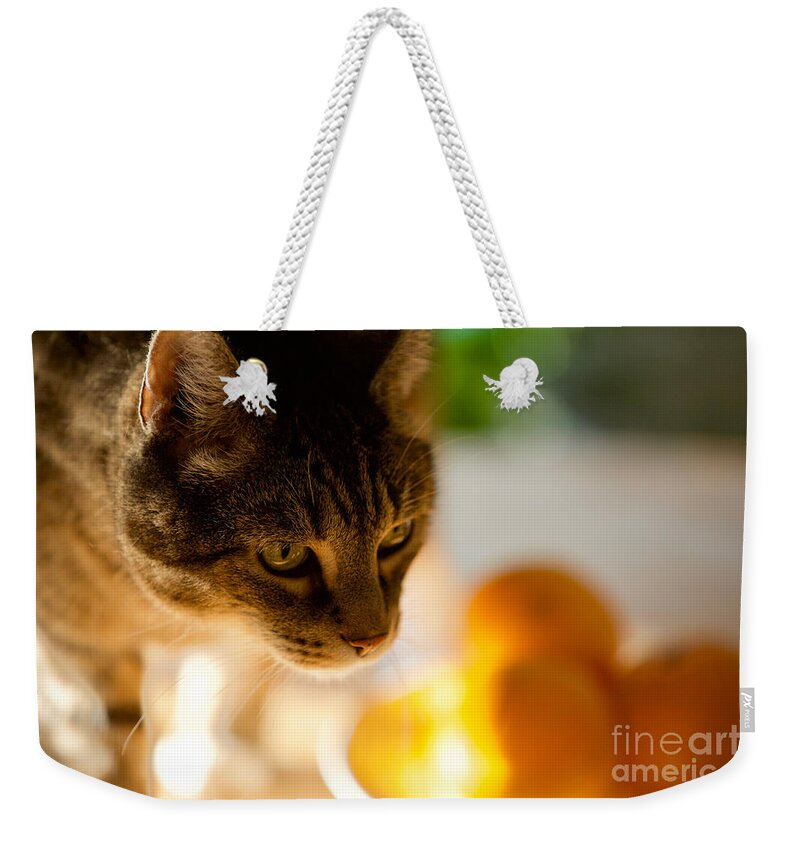 Cat Weekender Tote Bag featuring the photograph Tabby Cat with Oranges by Rachel Morrison