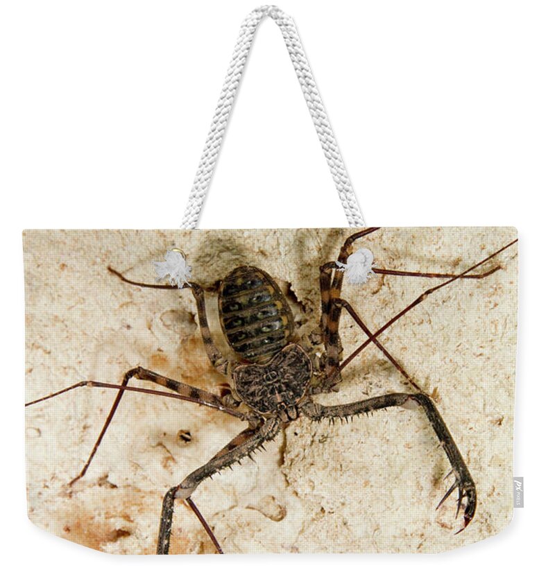 Africa Weekender Tote Bag featuring the photograph Tailless Whip Scorpion by Ivan Kuzmin