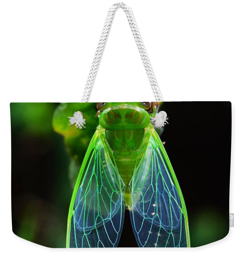 Taiwan Weekender Tote Bag featuring the photograph Taiwan by Ecology Photo
