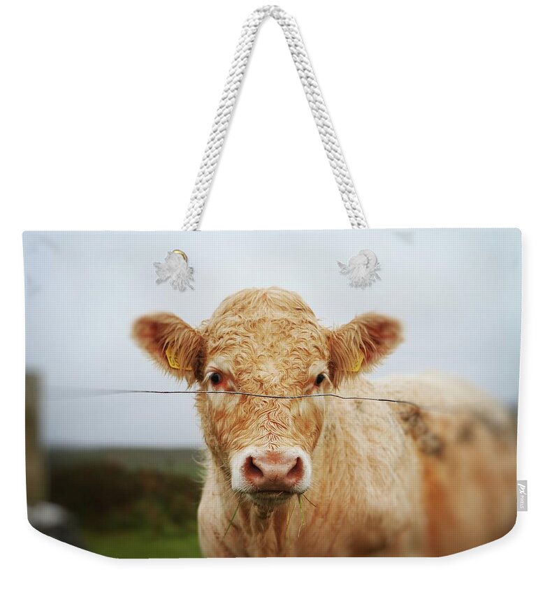Tan Weekender Tote Bag featuring the photograph Tan Cow In Irish Countryside by Image(s) By Sara Lynn Paige