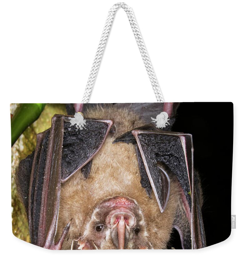 American Fauna Weekender Tote Bag featuring the photograph Tent-making Bat by Ivan Kuzmin