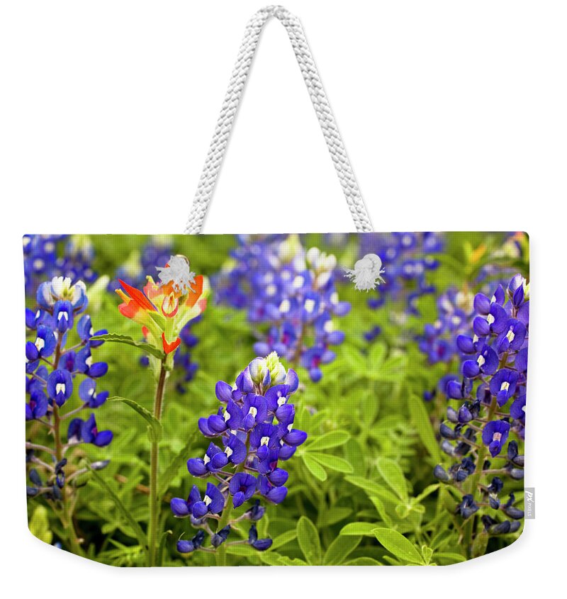 Orange Color Weekender Tote Bag featuring the photograph Texas Bluebonnets In Spring Meadow by Fstop123