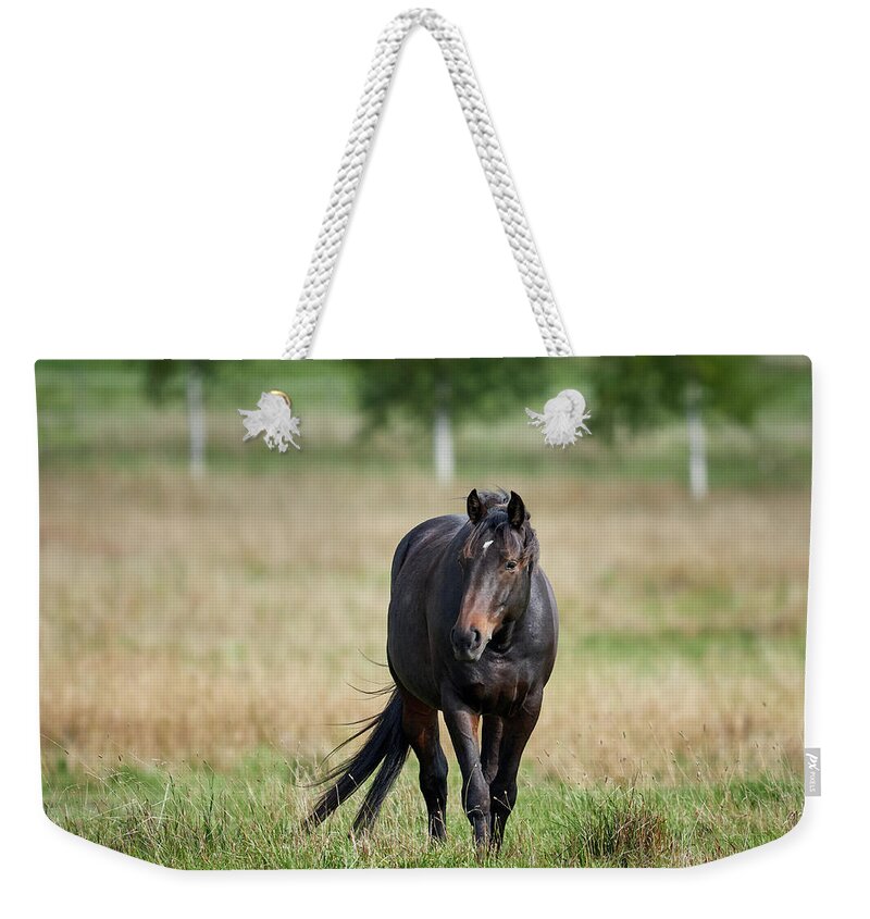Finland Weekender Tote Bag featuring the photograph The Dark Brown One, Horse by Jouko Lehto