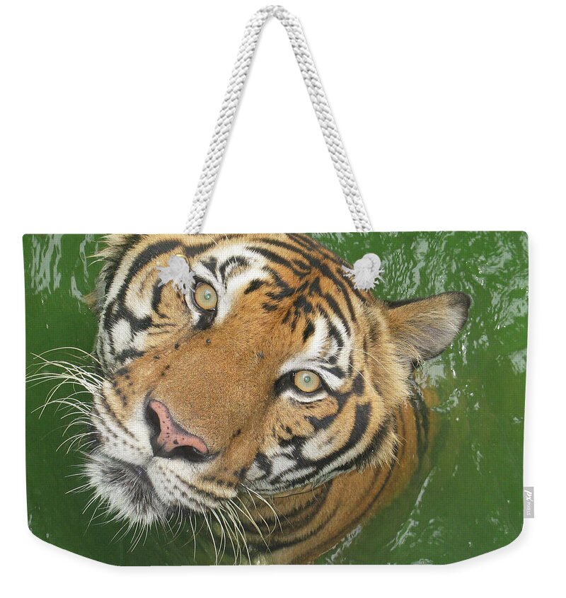 Animal Themes Weekender Tote Bag featuring the photograph The Eyes Of A Tiger by Fresh, Amazing Pictures Make People Look!