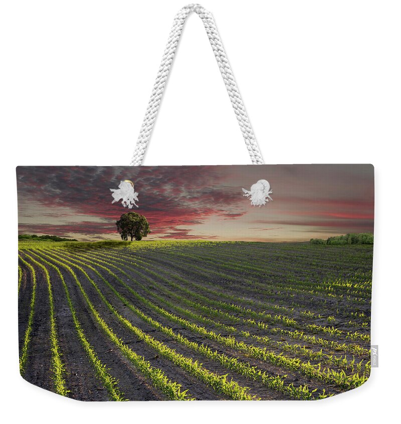 Tranquility Weekender Tote Bag featuring the photograph The Field Of Corn by Nick Brundle Photography