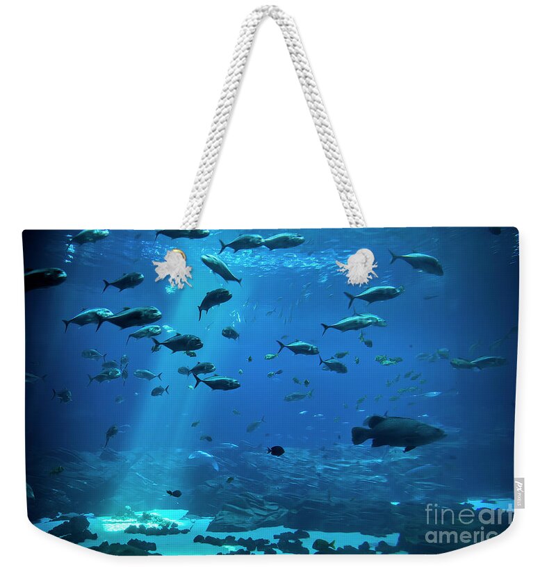 Photographs Weekender Tote Bag featuring the photograph Fish Tank by Felix Lai