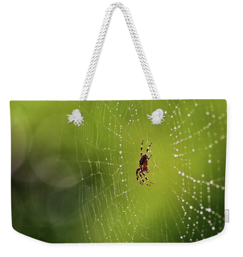 Spider Weekender Tote Bag featuring the photograph The great architect in the morning light by Tatiana Travelways