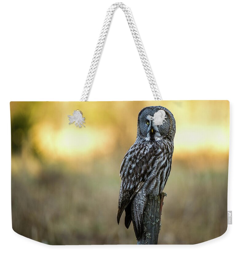 Great Grey Perching Weekender Tote Bag featuring the photograph The Great Gray Owl in the morning by Torbjorn Swenelius
