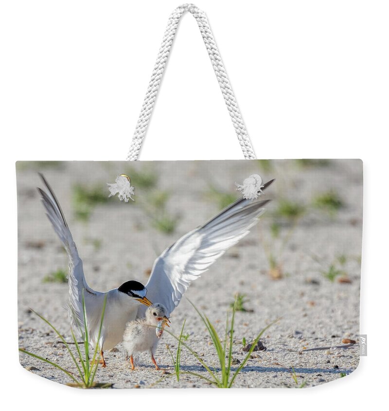 Bird Weekender Tote Bag featuring the photograph The Littlest Thief 2 by Susan Rissi Tregoning