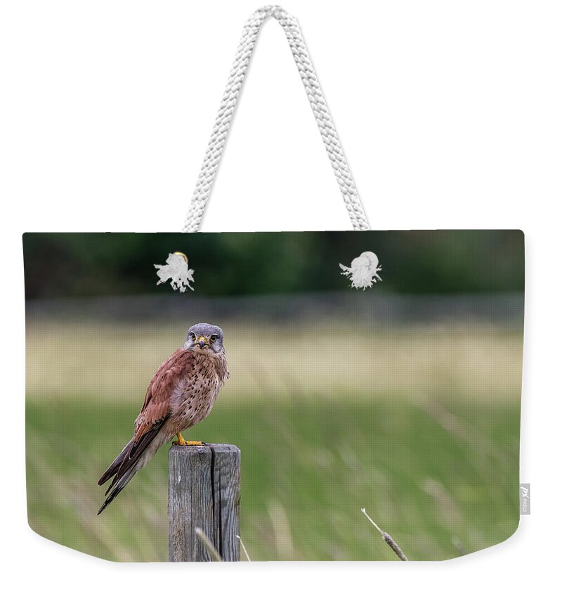 Kestrel Weekender Tote Bag featuring the photograph The male Kestrel on his watch by Torbjorn Swenelius