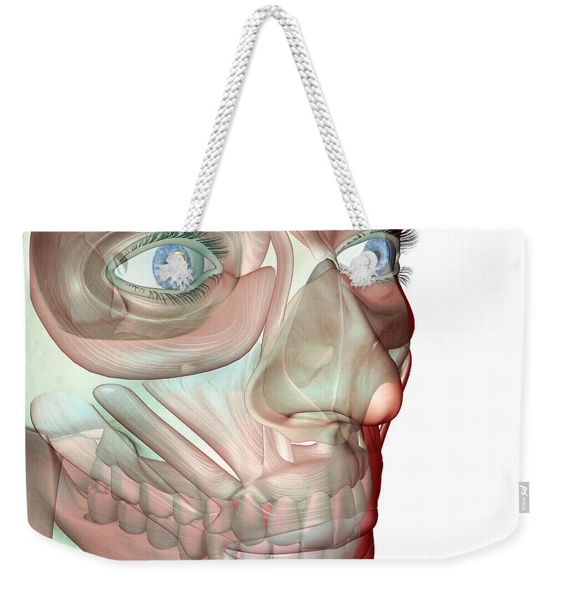 White Background Weekender Tote Bag featuring the digital art The Musculoskeleton Of The Face by Medicalrf.com
