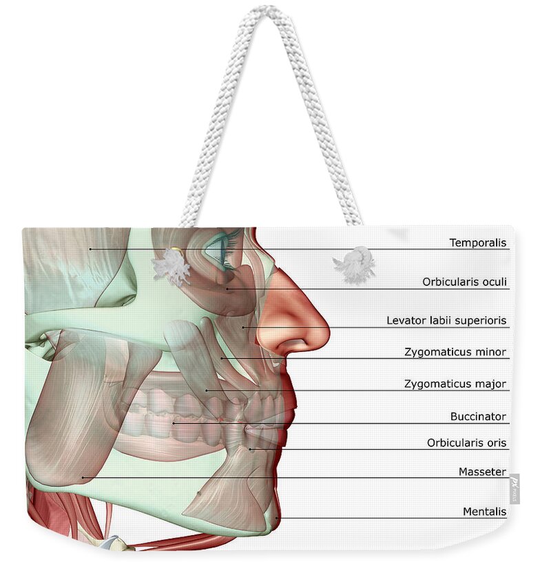White Background Weekender Tote Bag featuring the digital art The Musculoskeleton Of The Jaw by Medicalrf.com